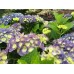 Гортензия Hydrangea Jip Blue